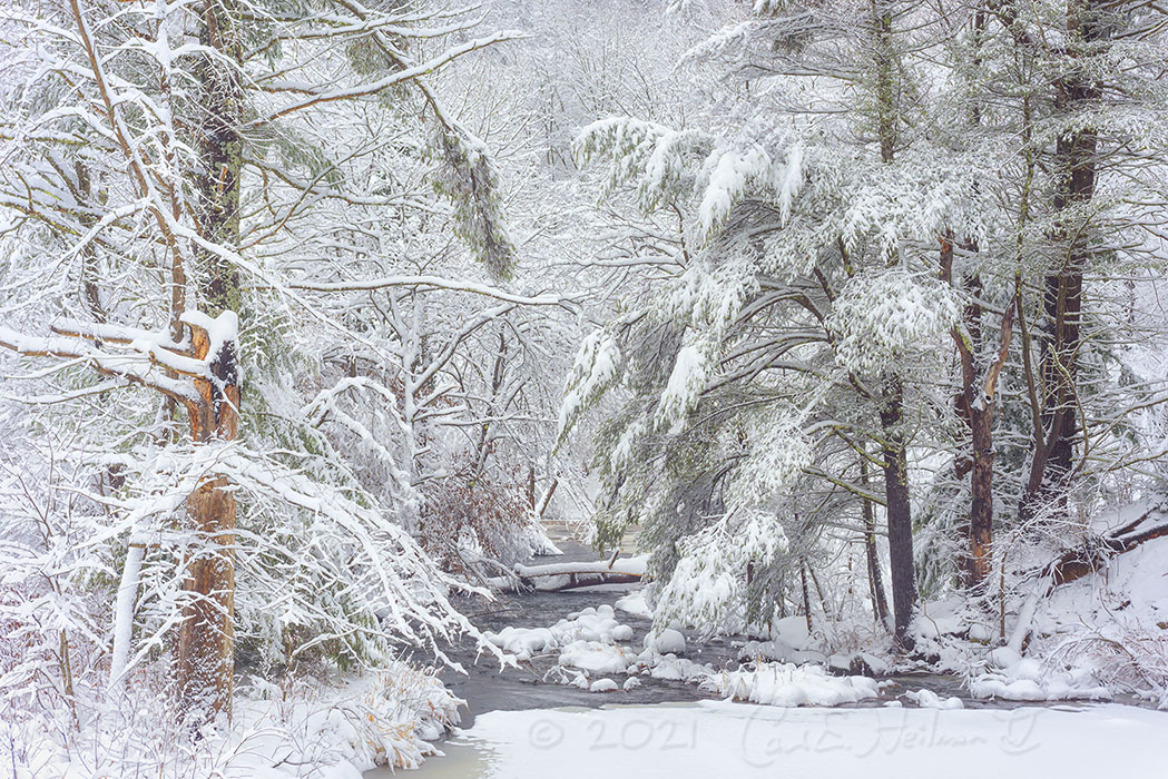 An outdoor winter scene of trees covered in snow.